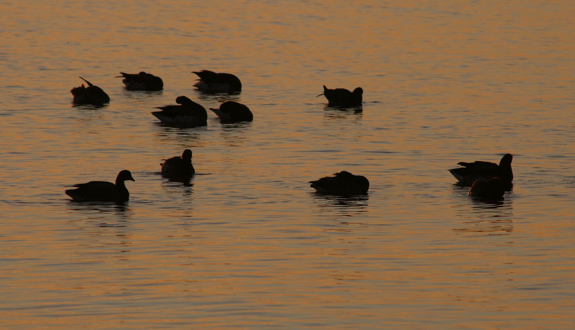 Brant%20on%20water%205_zps5tscwixv.jpg