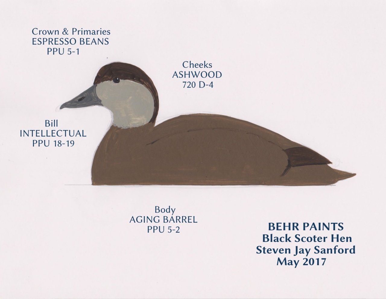 BlackScoterHen.jpg