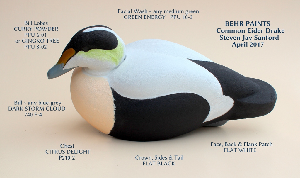 CommonEiderDrake.JPG