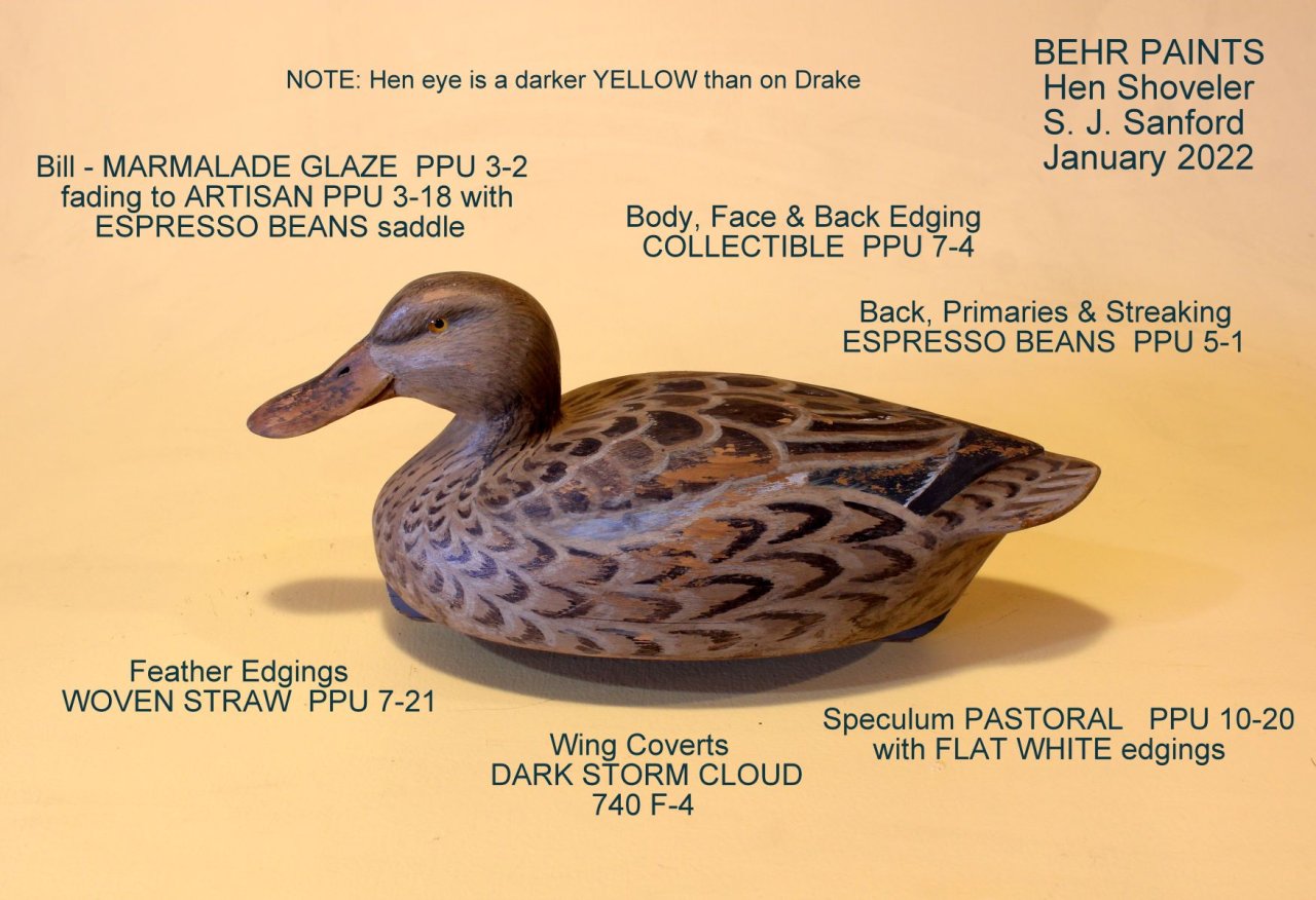 ShovelerHen.JPG