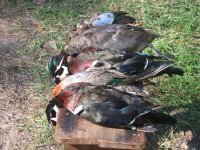 banded.jpg