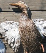 weirdmottled2t.jpg