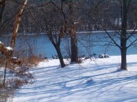 Geese20061202_002.jpg