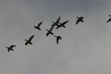 IMG_2063.JPG
