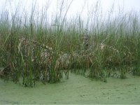 boatngrass.JPG