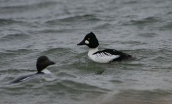 IMG_5293.JPG