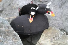 After scoter (Medium).JPG