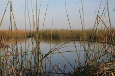 pond (Medium).JPG