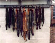 CF86-87Furs.jpg