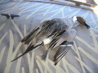 pintail_1_1_1.JPG