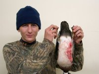 doublebanded2.jpg