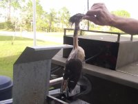 nude woodduck.jpg