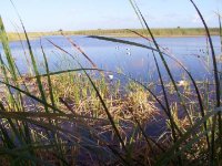 decoys over the marsh.jpg