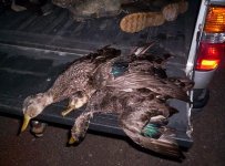 3 black ducks.jpg