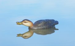Blackducks9 (600 x 368).jpg