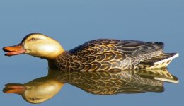 SZopener 020 (600 x 347).jpg
