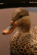 henmallard.jpg