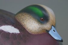 LPWidgeon 006 (600 x 399).jpg