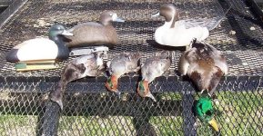 27Jan06_Belzoni_Various_ 001_edit.JPG 27Jan06_Belzoni_Various_ 001_edit.JPG