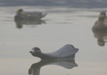 Workingcoot 008 (600 x 420).jpg Workingcoot 008 (600 x 420).jpg