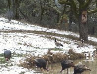 TURHONKS-0-0.jpg TURHONKS-0-0.jpg