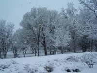 Snowing-1.jpg