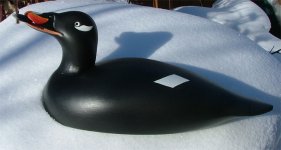 scoter.jpg scoter.jpg