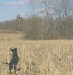 Mulberry31807 018 (407 x 421).jpg