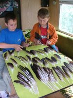 feathers.jpg feathers.jpg