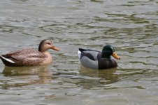 Img_Hendrakemallard.jpg