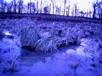 marsh.jpg