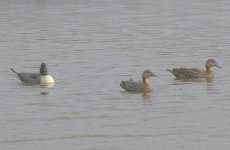 Pintails2 (600 x 392).jpg