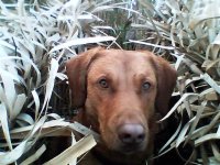 Red 11-18-06.jpg Red 11-18-06.jpg