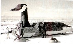 goose_car[1].jpg