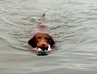 longswim.jpg