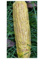 corn.jpg