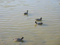 IMG_3105_1_1.JPG