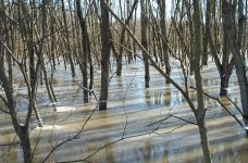 floodstage 003 (448 x 296).jpg