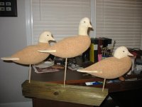 IMG_3204_1_1.JPG