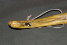 walkingstick 003 (600 x 399).jpg