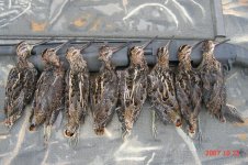 Oct23_mvt_snipe_small.JPG