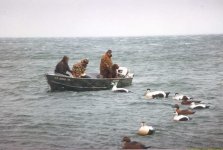 EiderHnt04.jpg
