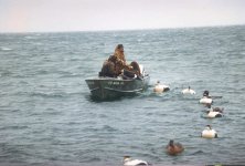 EiderHnt05.jpg