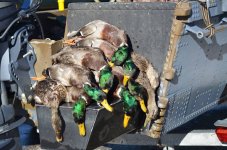 mallards with rob.jpg