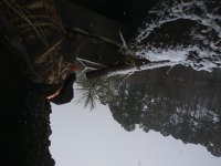 1 snow in blind.jpg