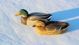 A - A Model Canada Mallard Pair - on snow.JPG