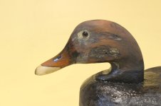 E - Model Canada Black Duck - recarved bill.JPG