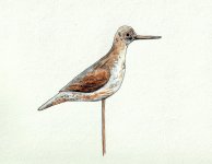 Verity Yellowlegs - CROPPED.jpg