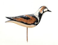Holmes Turnstone - CROPPED.jpg