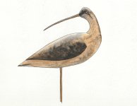 Gelston Whimbrel - CROPPED.jpg